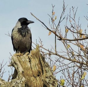 Hooded Crow