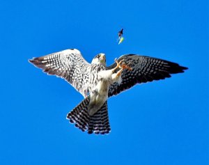 Amur falcon catching insect for breakfast