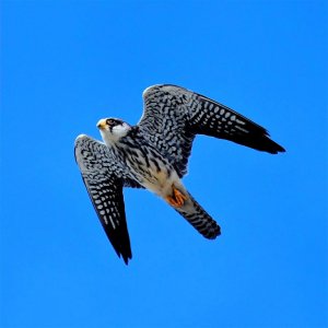 Amur falcon