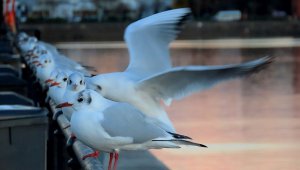 Black headed Gulls