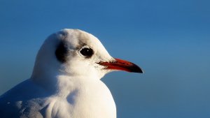 Black headed Gull