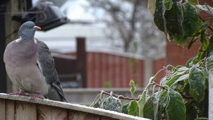 Woodpigeon