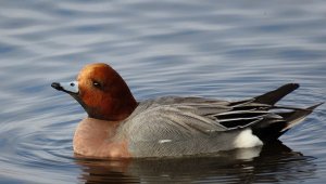 Wigeon