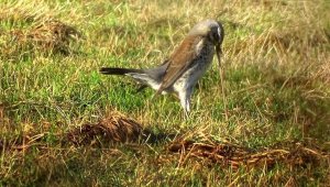 Fieldfare