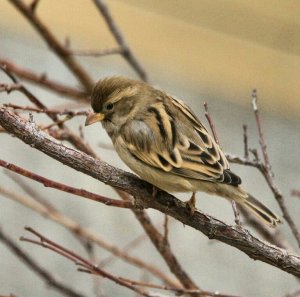 Female Sparrow