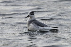 Grey Phalarope