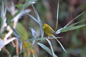 Southern Yellow White-Eye  Ndhovu on the Caprivi Strip, Namibia