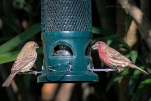 Finches feeding on Christmas Eve in Northern California