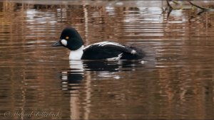 Common Goldeneye (♂)