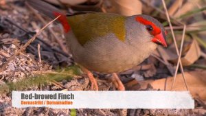 [Australian] Red-browed Finch