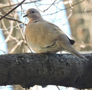 Tree Dove