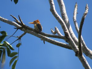Yellow-billed Kingfisher IMG_0891.jpg