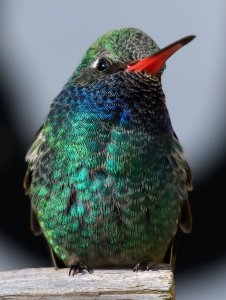 Broad-billed hummingbird