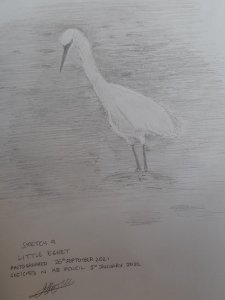 Little egret same sketch