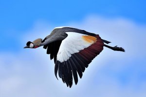 Grey Crowned Crane flight shot