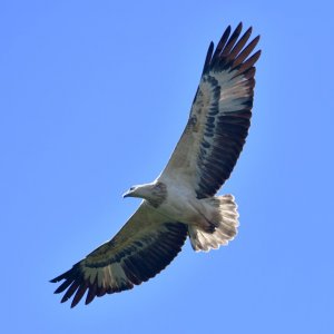White-bellied sea eagle flight shot
