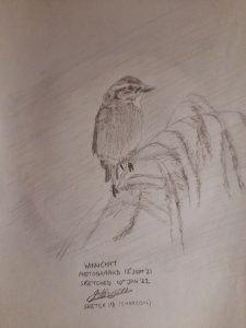 Whinchat sk contr up 20.jpg