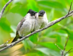 Sooty-headed Bulbul