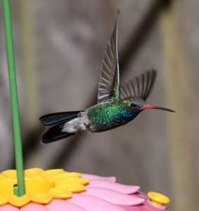 Broad-billed hummingbird