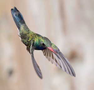 Broad-billed hummingbird