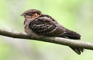 Large-tailed Nightjar