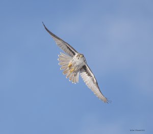 Prairie Falcon on a winter day