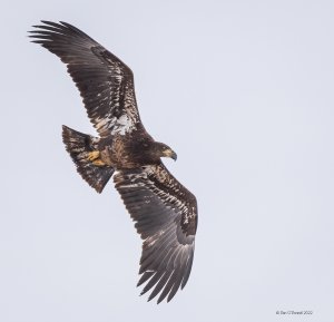 Immature Bald Eagle in Flight