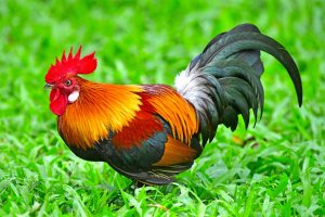 Red Jungle fowl