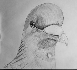 "Walter" Wood Pigeon
