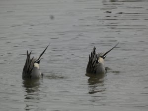 Synchronised pintails