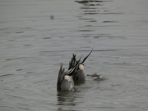 Synchronised pintails