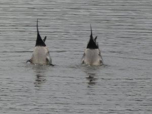 Synchronised pintails