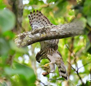 Juvenile Crested Goshawk caught a Changeable Lizard for breakfast
