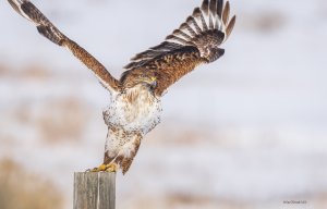 Ferruginous hawk, exit, stage left.