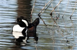 Male Hooded Merganser