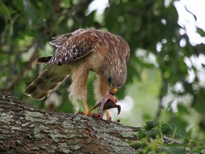Red-shouldered Hawk with snack