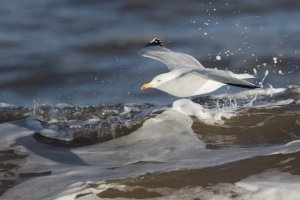 herring gull