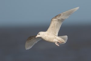 Iceland gull