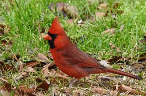 Northern Cardinal 00.jpg