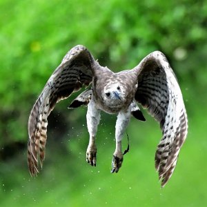 Grey-headed fish eagle flight shot