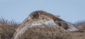 Ferruginous Hawk