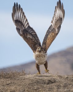 Ferruginous Hawk