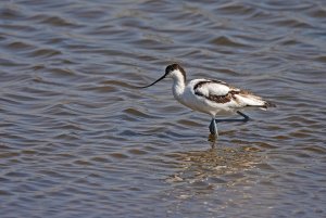 Avocet