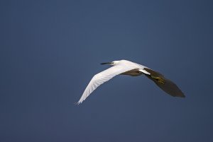 Little Egret