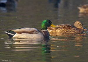 Mallard pair