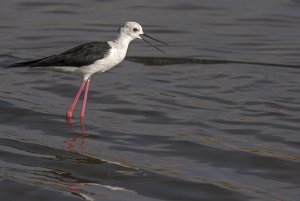 Black-winged Stilt