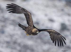 Golden Eagle, Winter Flight