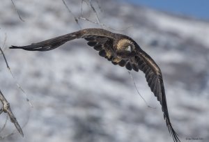 Golden Eagle, Winter Flight