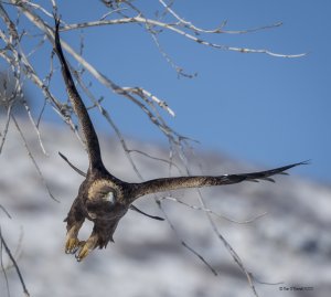 Golden Eagle, Winter Flight
