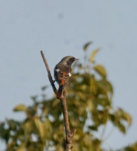 Daurian Redstart